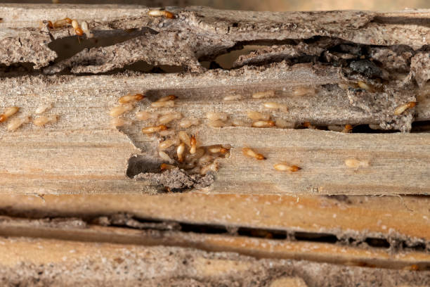 Best Pest Control Near Me in Mount Morris, IL