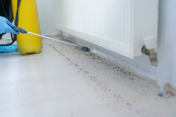 Best Local Pest Control Services  in Mount Morris, IL